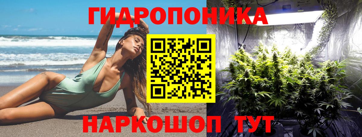Бошки Шишки планчик Миллерово